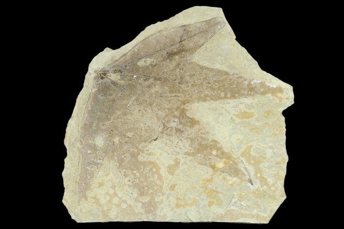 Fossil Sycamore Leaf (Platanus) - Green River Formation, Utah #118001